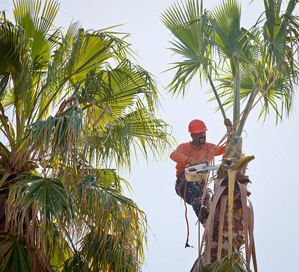 Harveys Lake, PA Tree Service Company